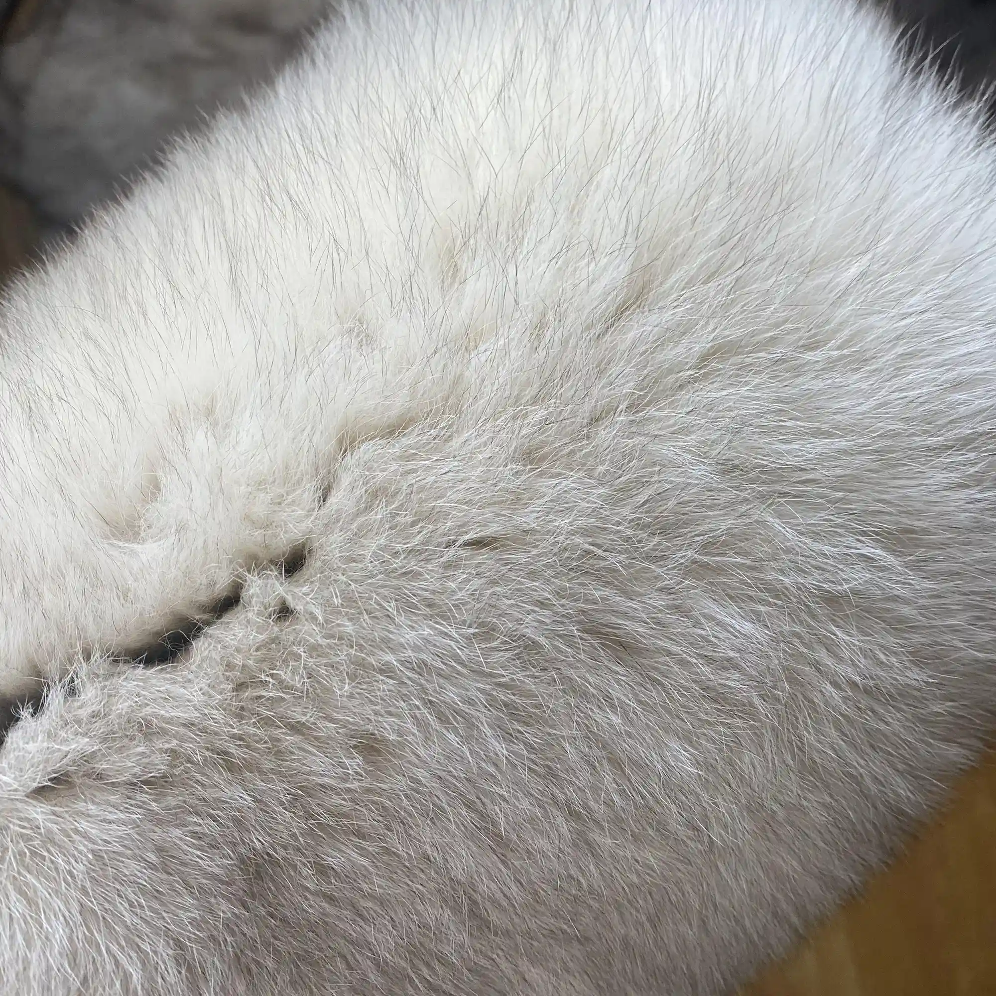 Fox fur short windproof hat - WGLUVF